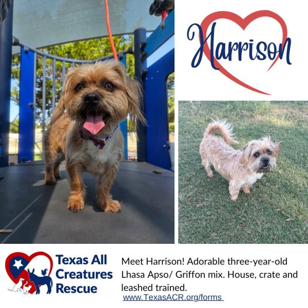 Harrison