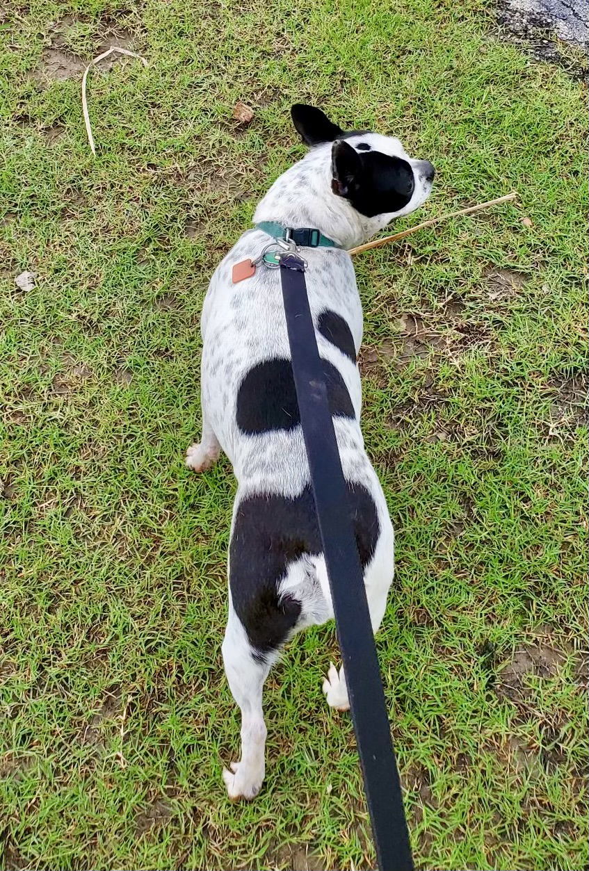 Pearl (Adoption Pending)