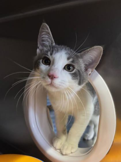 Cosmic Crisp, an adoptable Domestic Short Hair in Moses Lake, WA, 98837 | Photo Image 1