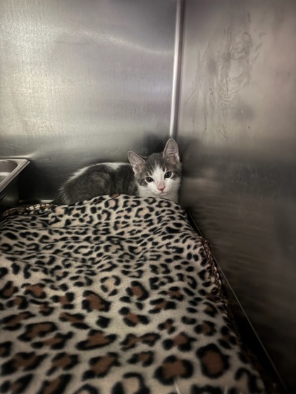 Cosmic Crisp, an adoptable Domestic Short Hair in Moses Lake, WA, 98837 | Photo Image 2