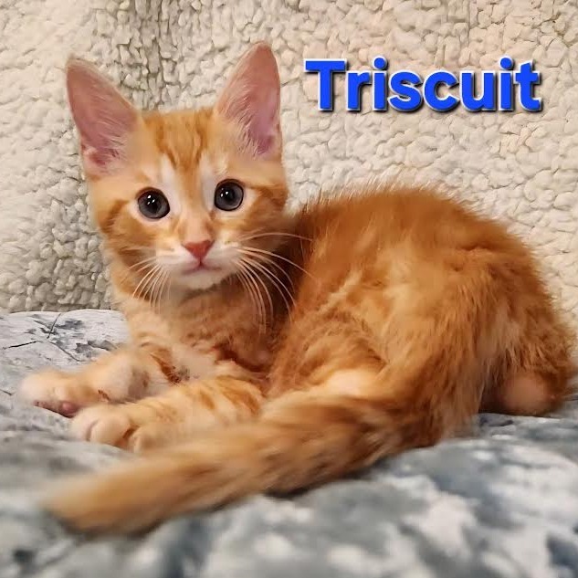 Triscuit