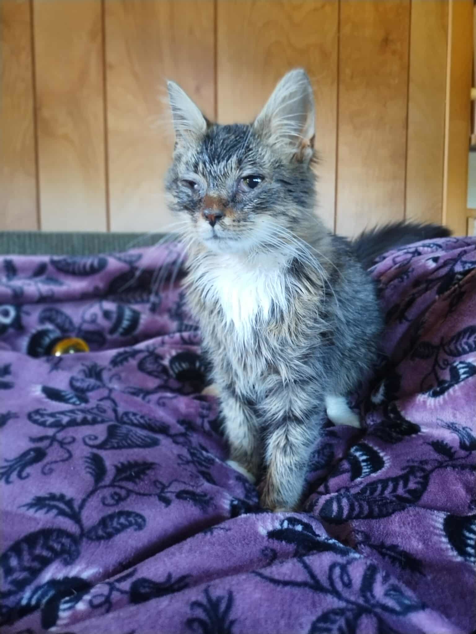 Harry - Not at shelter (Dora)