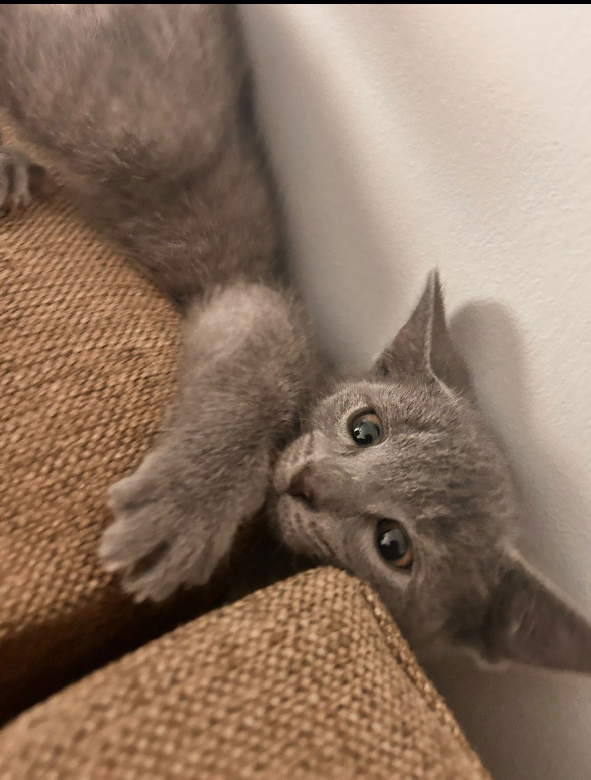 Prince Charming - At shelter