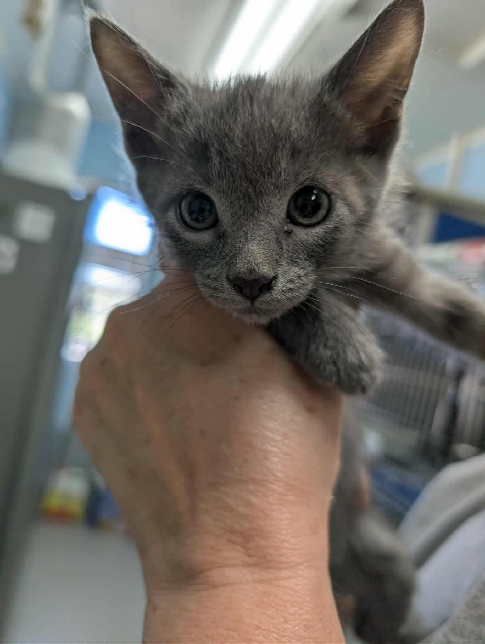 Prince Eric - At shelter