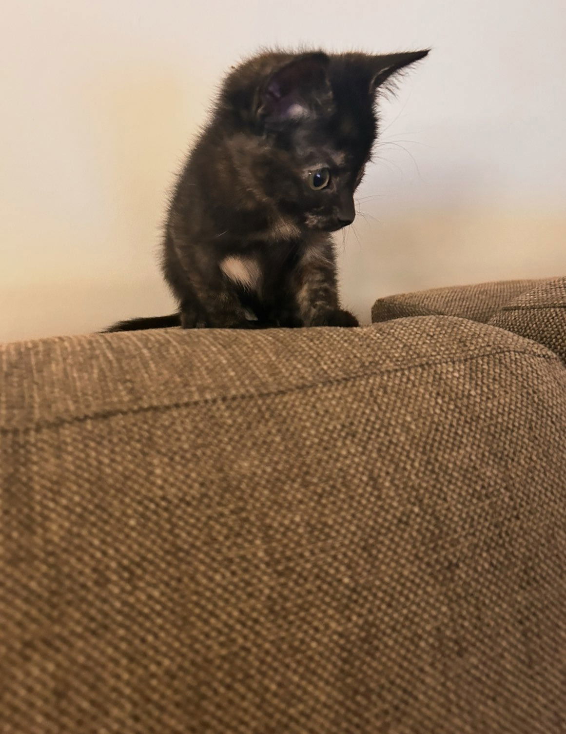 Rapunzul - At shelter