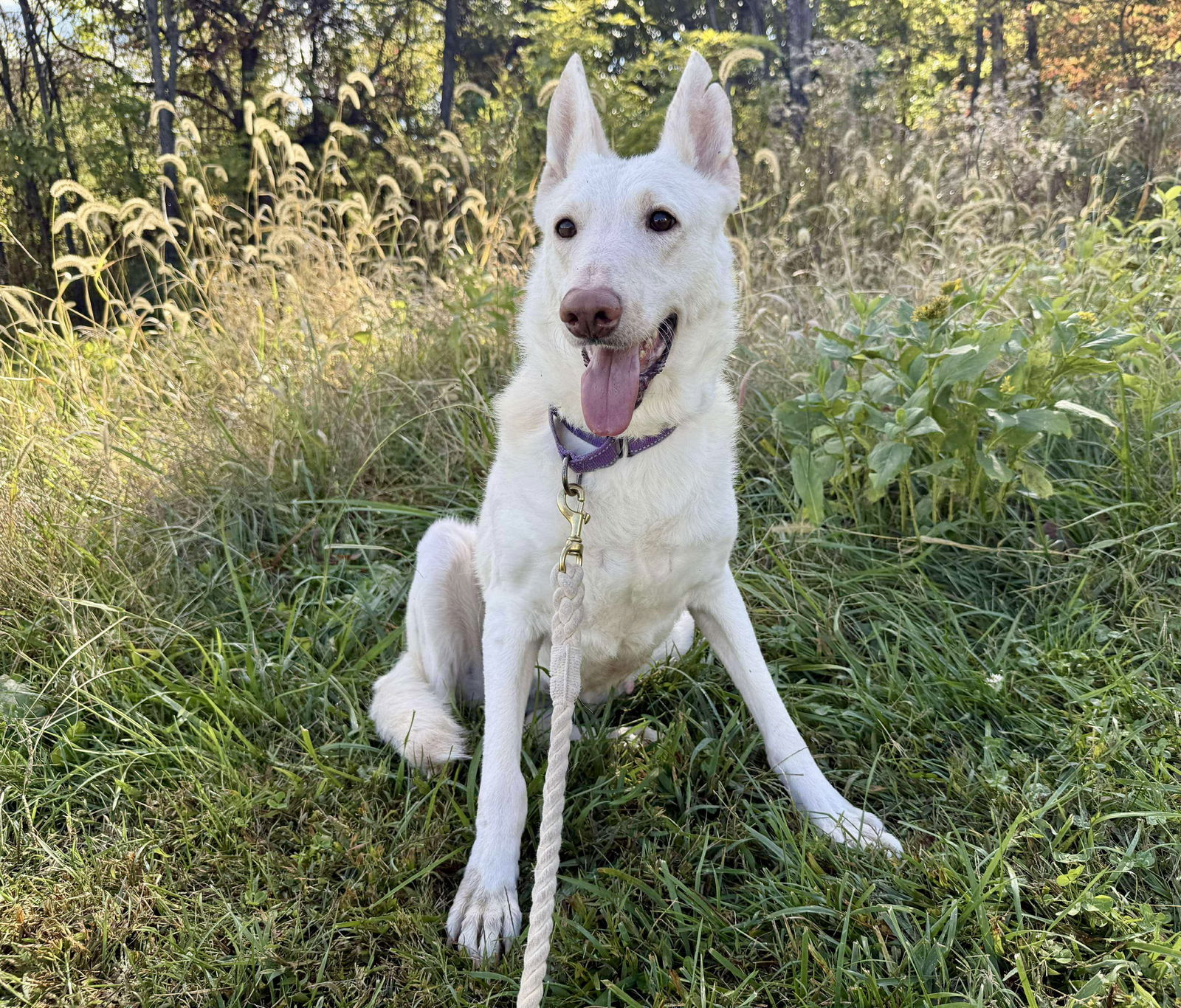 Cherryl; At the shelter