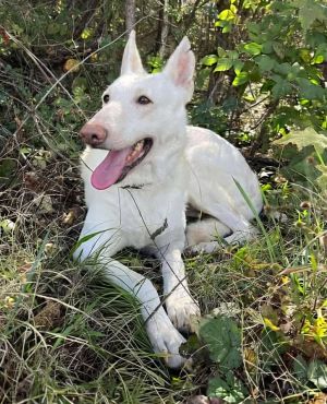 Cherryl; At the shelter