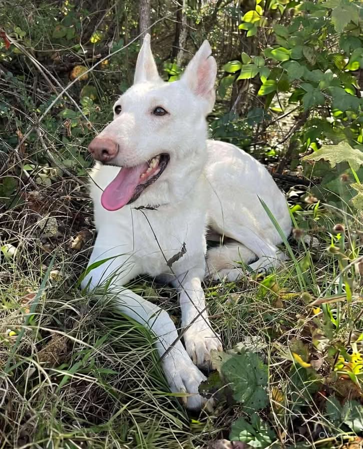 Cherryl; At the shelter