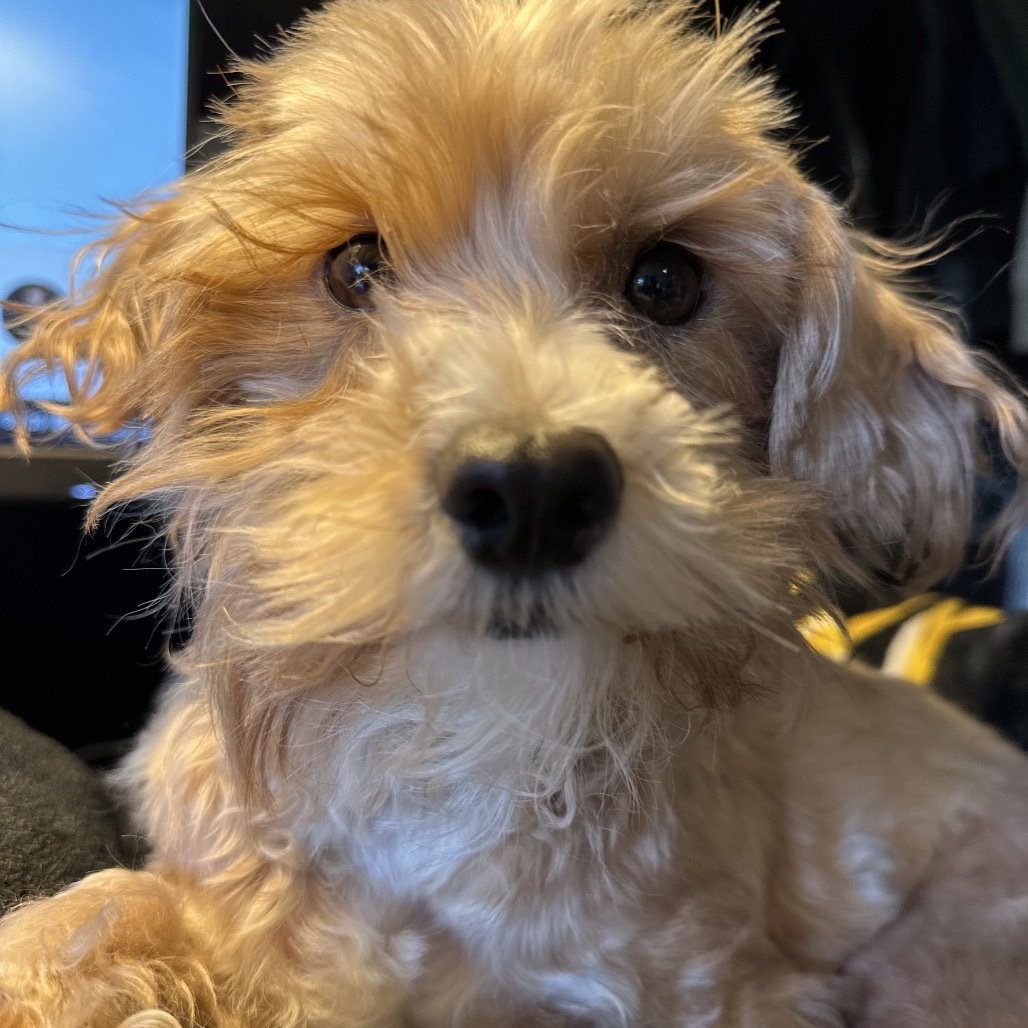 Mylo