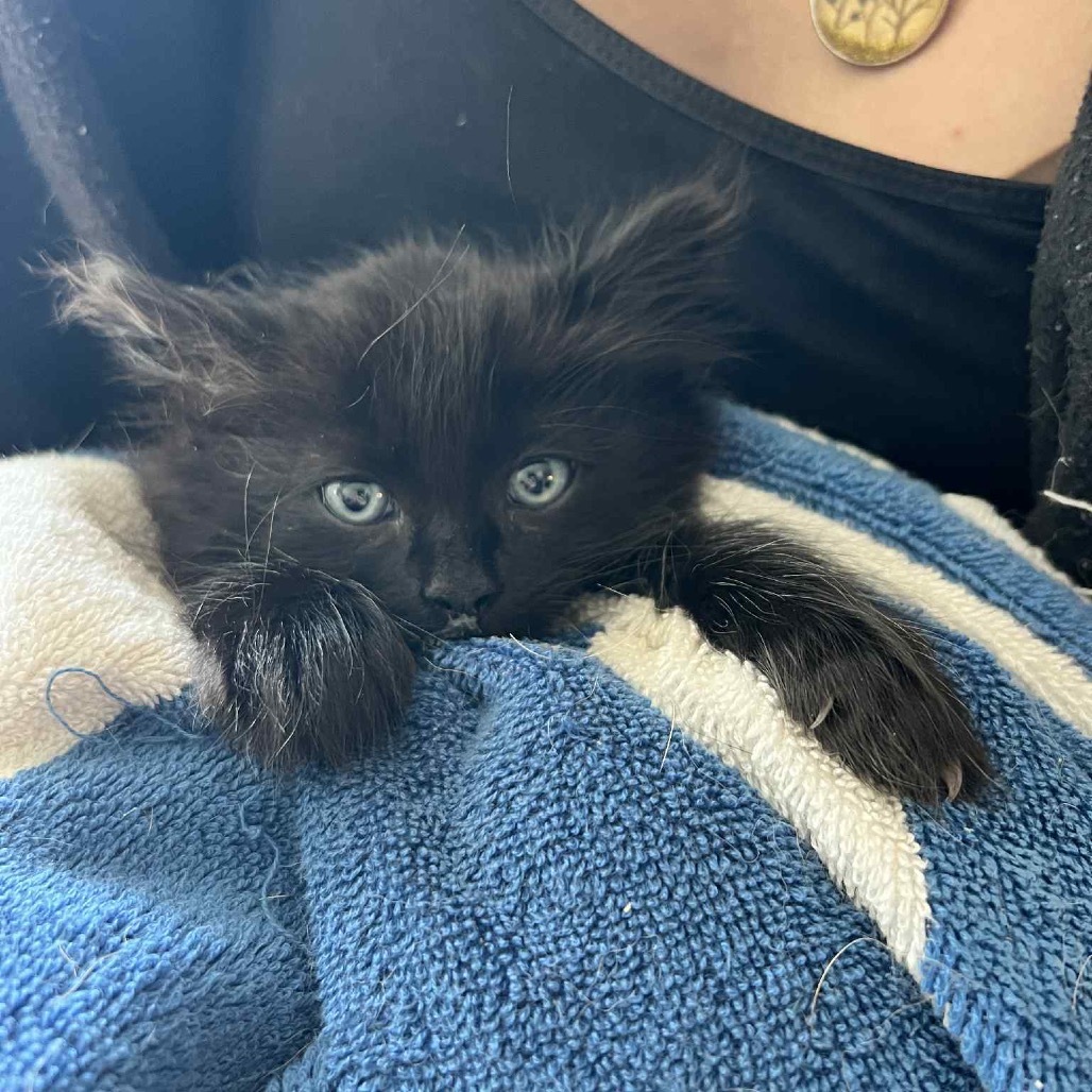 Bagheera