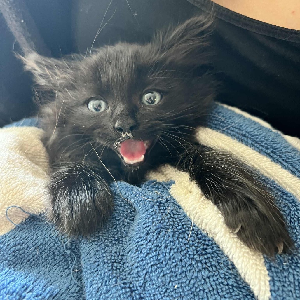 Bagheera