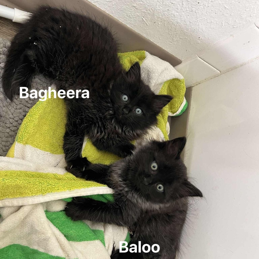Bagheera