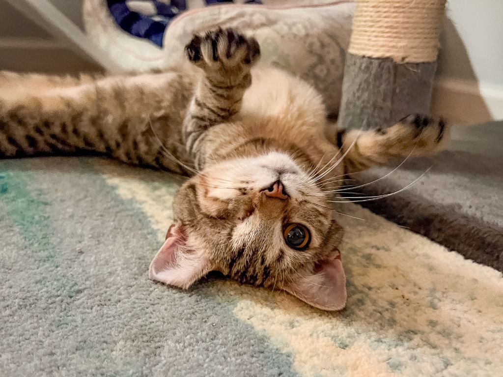 Kaia