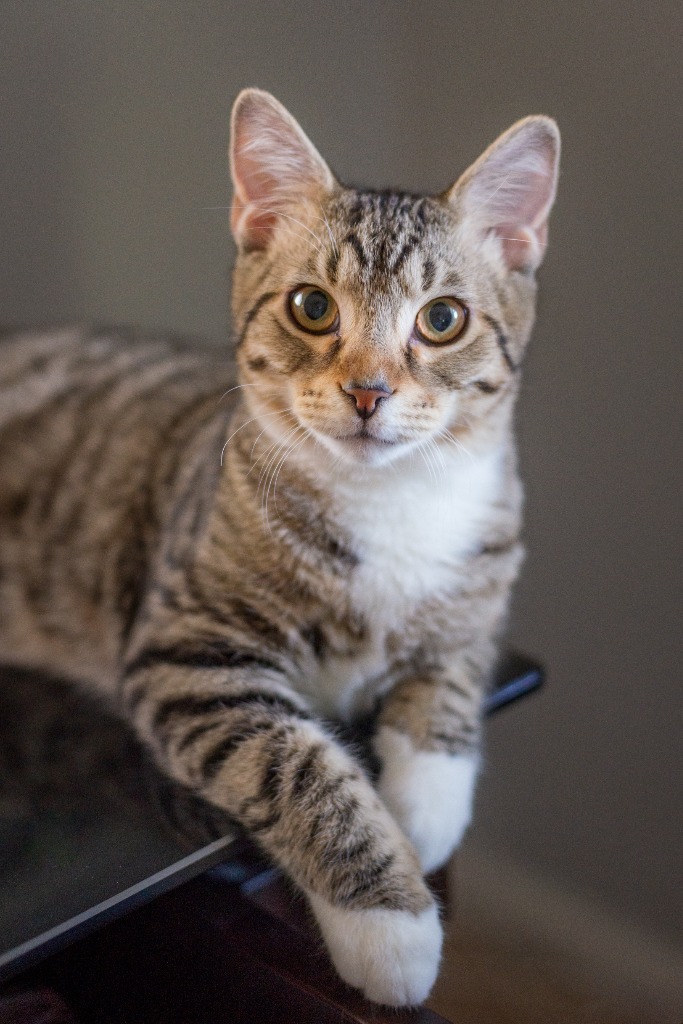 Jax