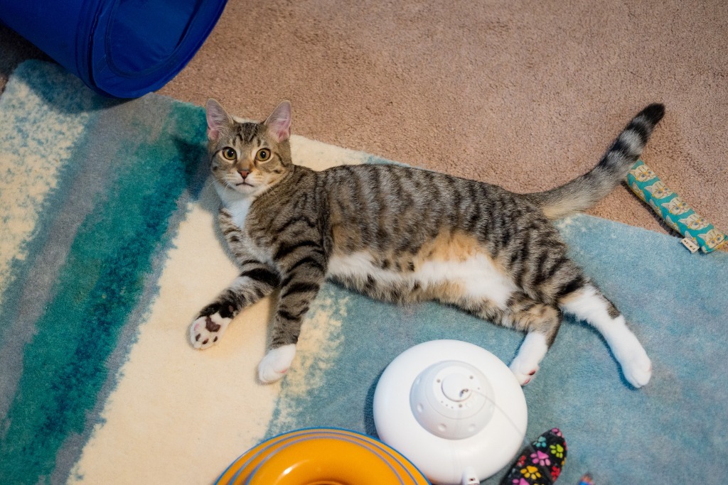 Jax