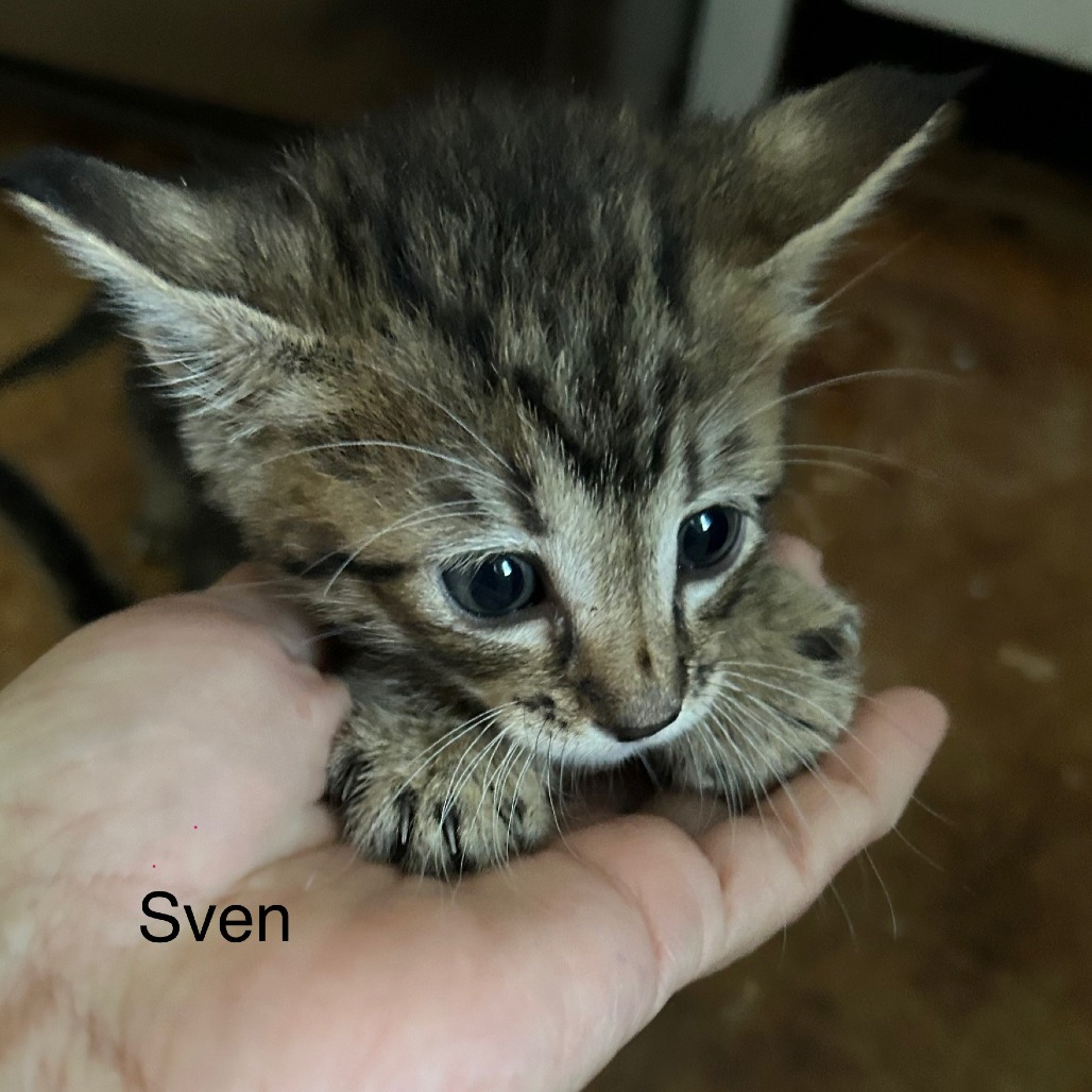 Sven