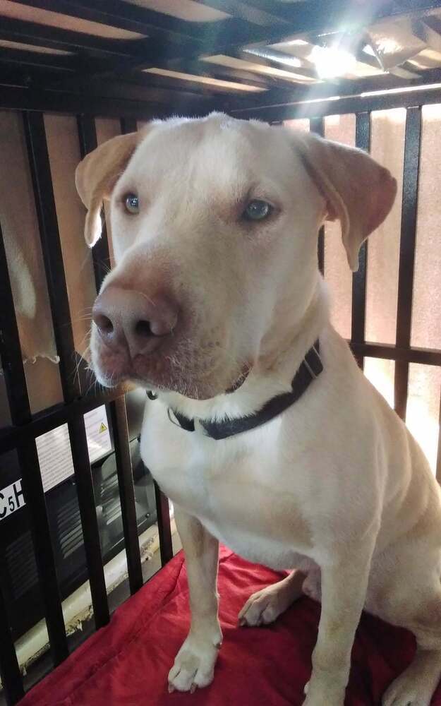 Crush -AKA Memphis- Nemo theme litter