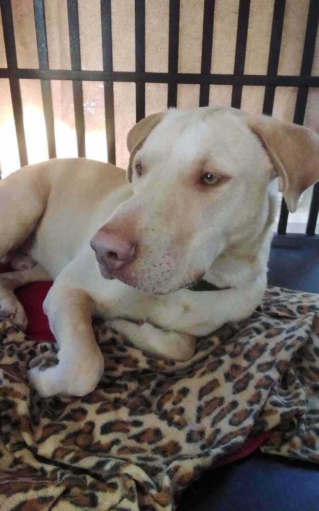 Crush -AKA Memphis- Nemo theme litter