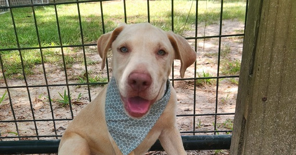 Crush -AKA Memphis- Nemo theme litter