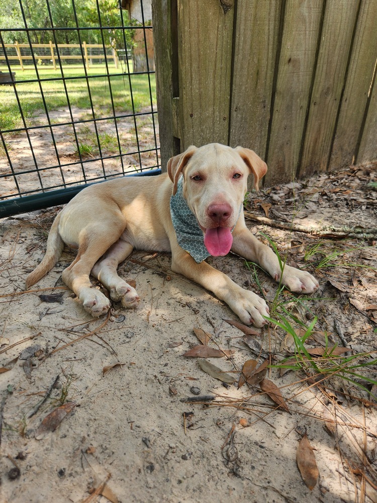 Crush -AKA Memphis- Nemo theme litter