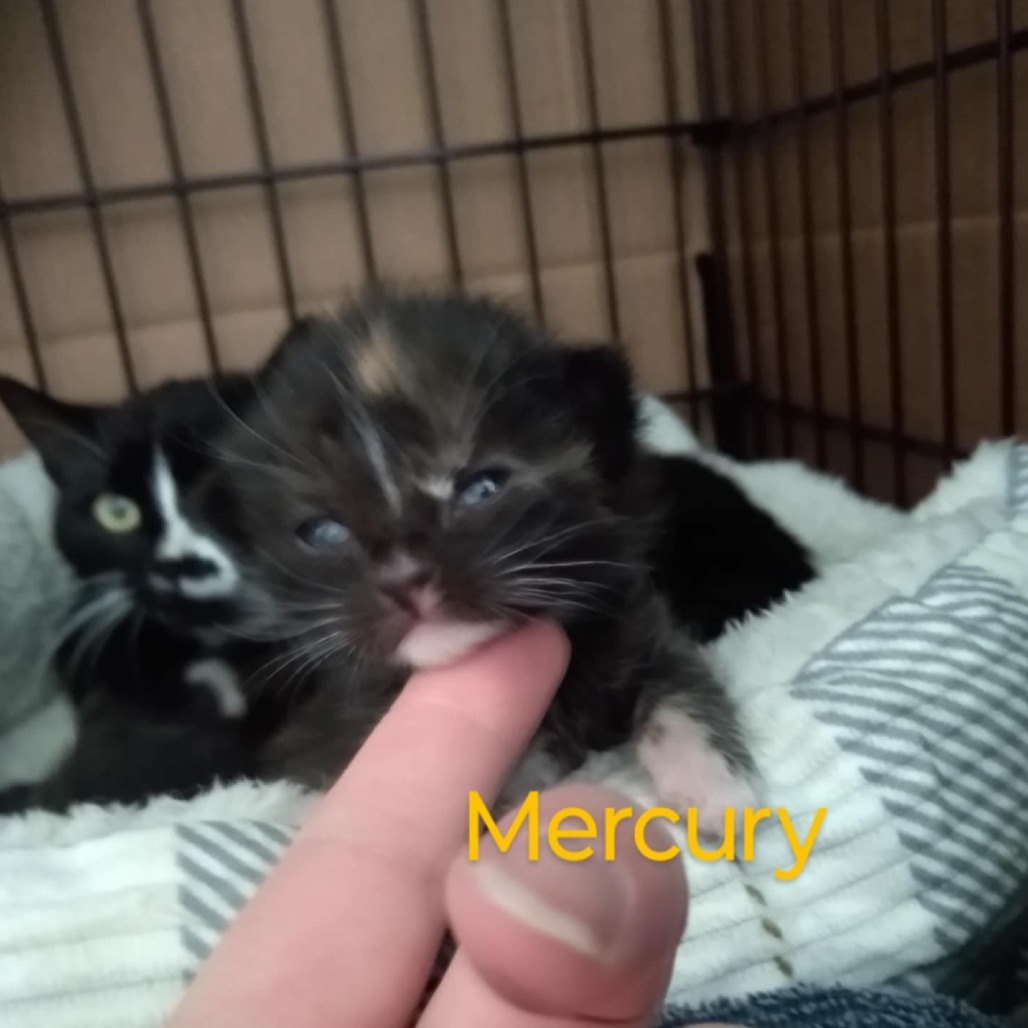 Ember (formerly Mercury) Armbrust