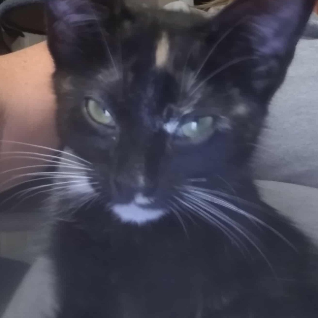 Ember (formerly Mercury) Armbrust