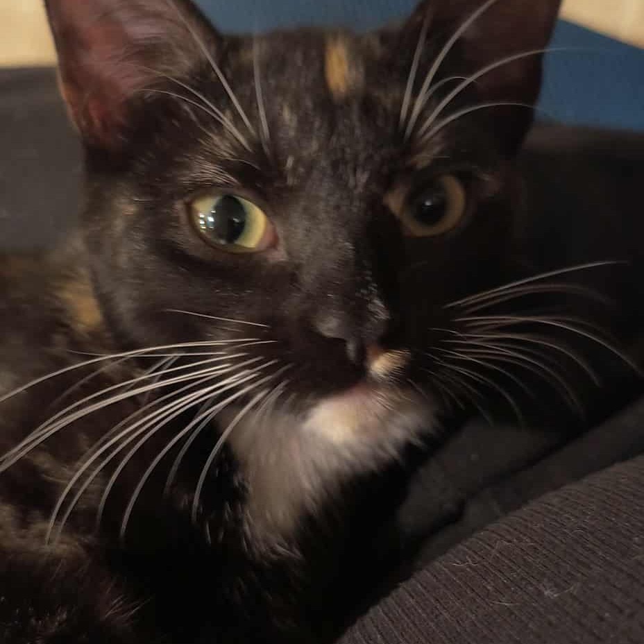 Ember (formerly Mercury) Armbrust