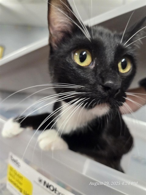 MARIA, an adoptable Domestic Short Hair in Casper, WY, 82601 | Photo Image 1