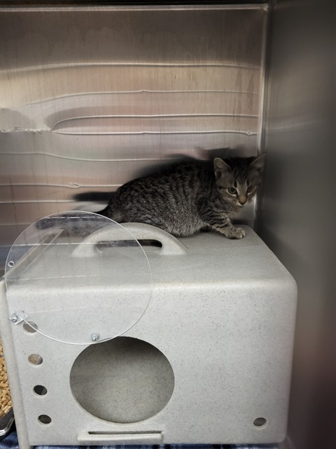 CLEO, an adoptable Domestic Short Hair in Casper, WY, 82601 | Photo Image 1