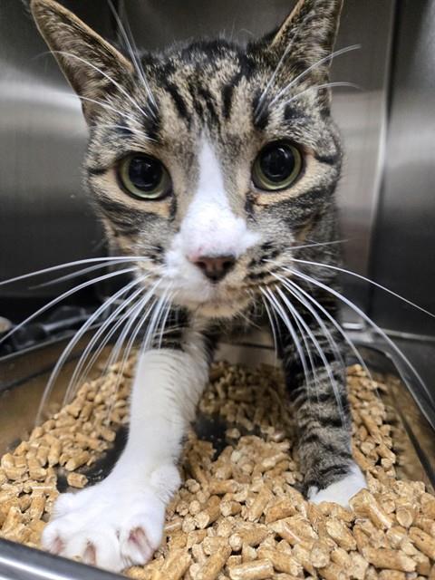OLIVER, an adoptable Domestic Short Hair in Casper, WY, 82601 | Photo Image 1