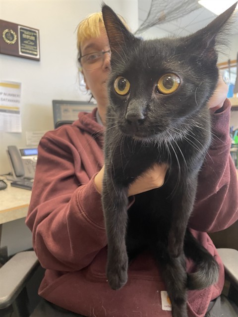 SPOOK, an adoptable Domestic Short Hair in Casper, WY, 82601 | Photo Image 1