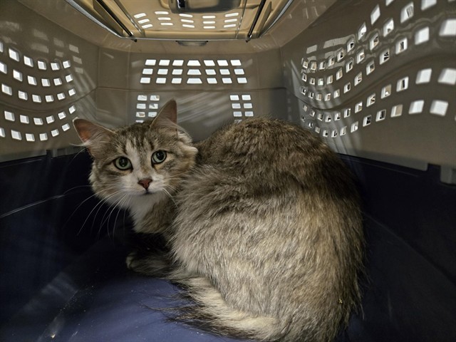 IRIS, an adoptable Domestic Medium Hair in Casper, WY, 82601 | Photo Image 1