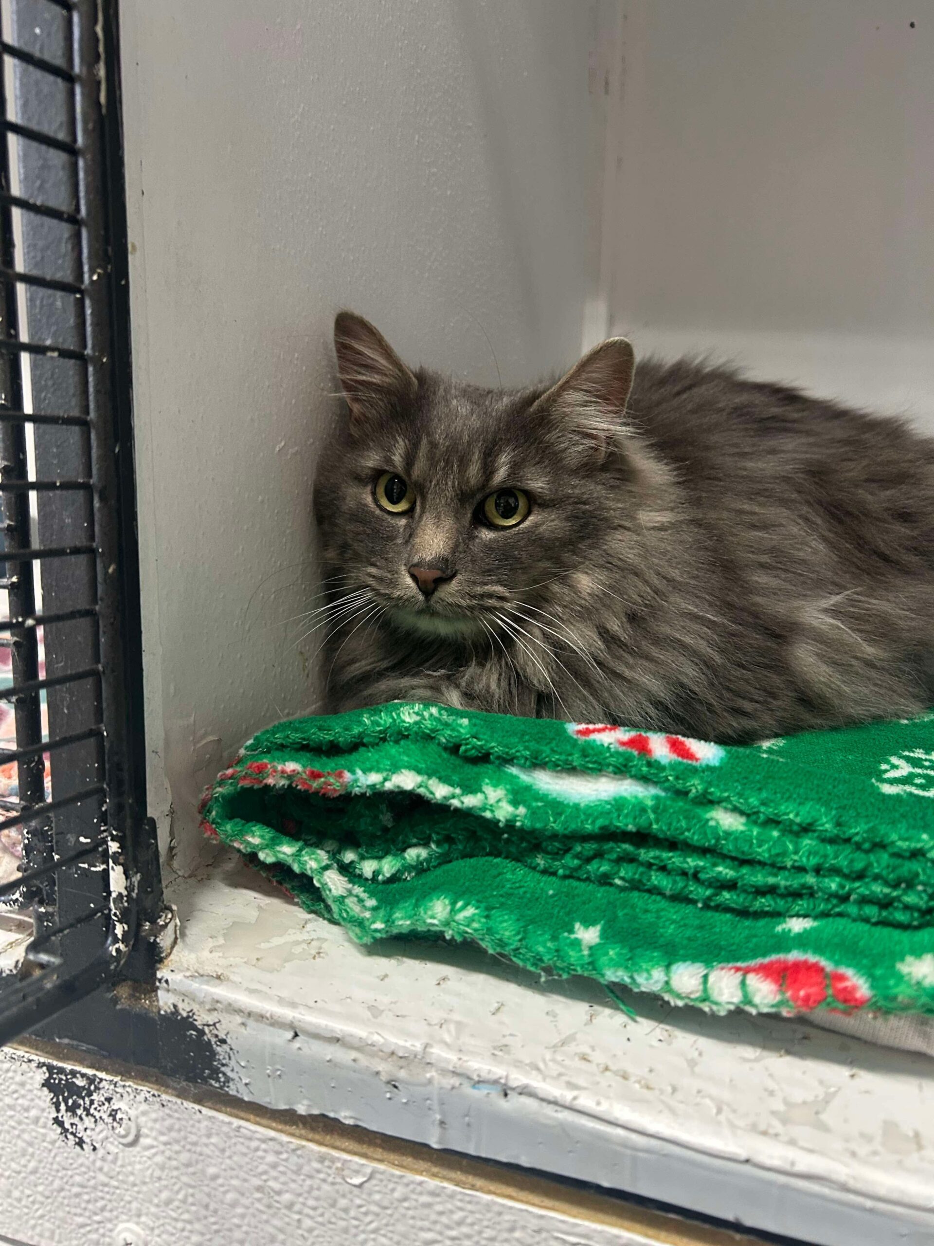Smokey Jo, an adoptable Domestic Long Hair in Dillon, MT, 59725 | Photo Image 1