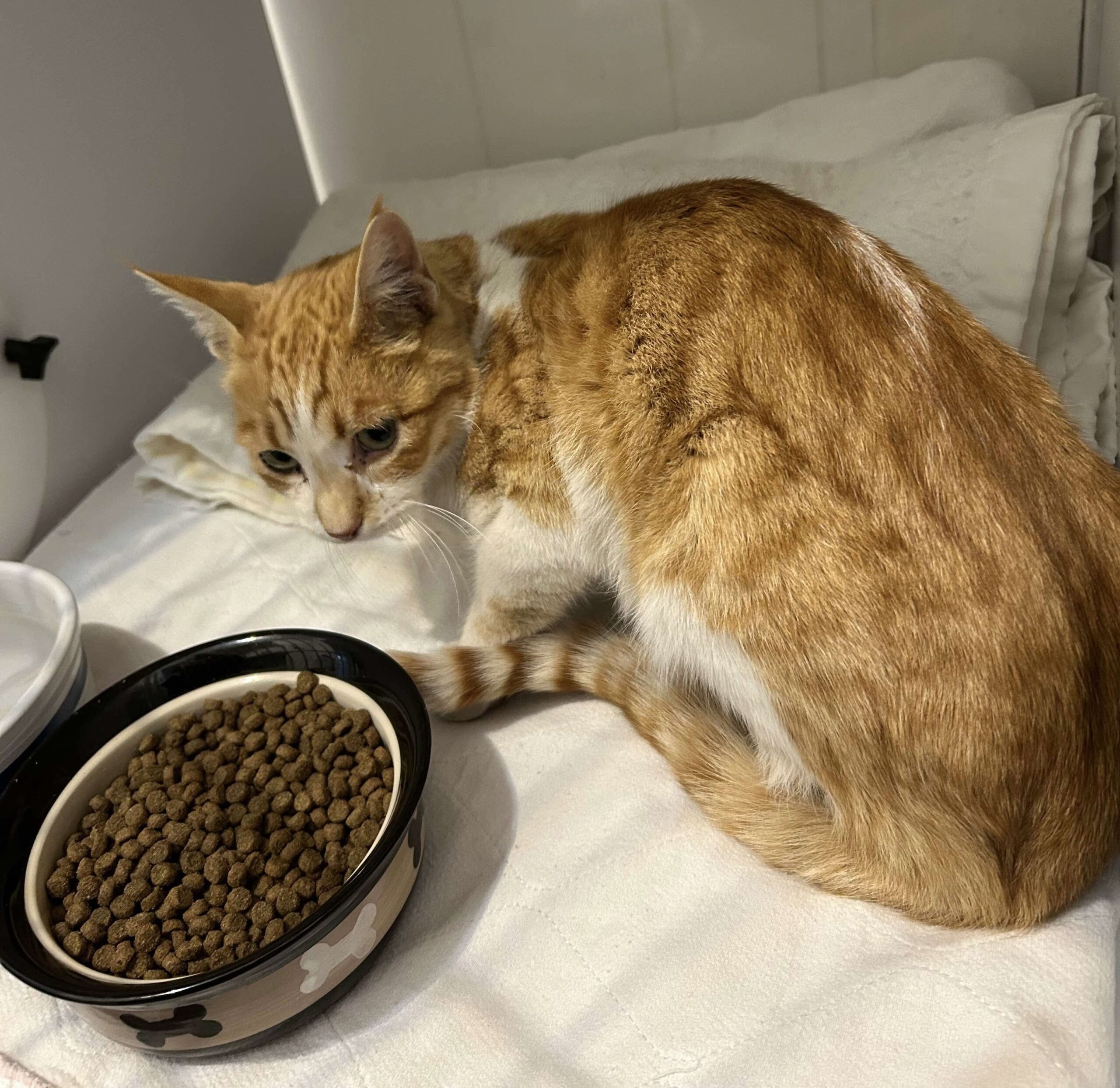 Atticus, an adoptable Domestic Short Hair in Dillon, MT, 59725 | Photo Image 1