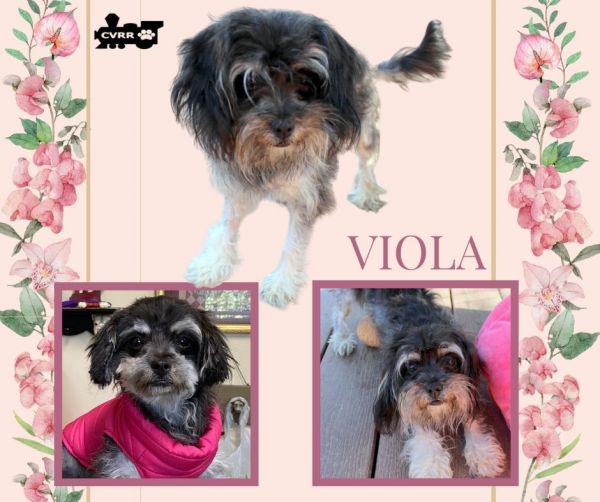 Viola