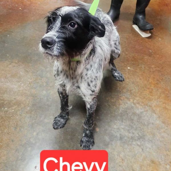 Chevy Louisiana photo 1