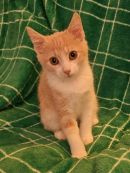 Danny's profile on Petfinder.com
