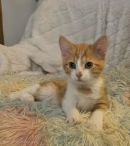 Kenickie's profile on Petfinder.com