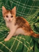 Frenchie's profile on Petfinder.com