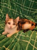 Marty's profile on Petfinder.com