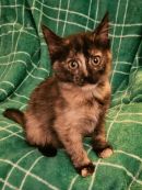 Rizzo's profile on Petfinder.com