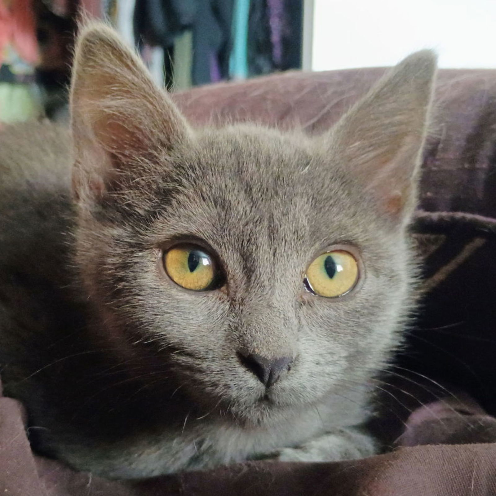 Echo, an adoptable Domestic Short Hair in Laramie, WY, 82073 | Photo Image 1