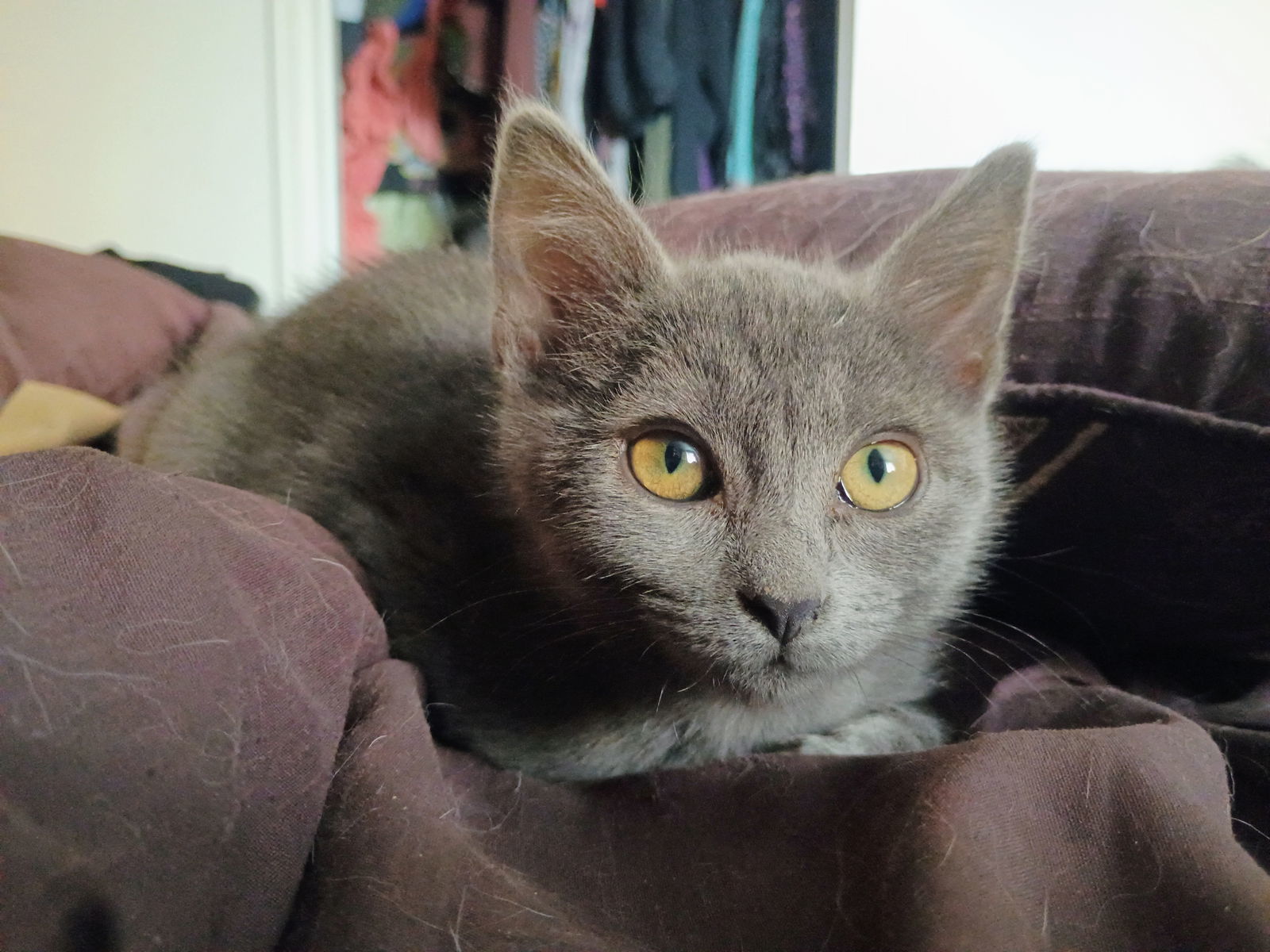 Echo, an adoptable Domestic Short Hair in Laramie, WY, 82073 | Photo Image 2