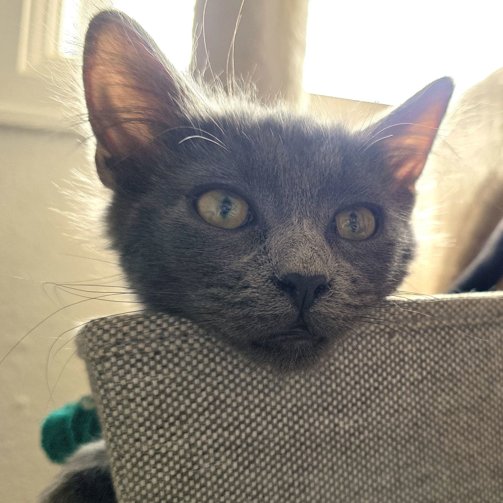 Hero, an adoptable Domestic Medium Hair in Laramie, WY, 82073 | Photo Image 2