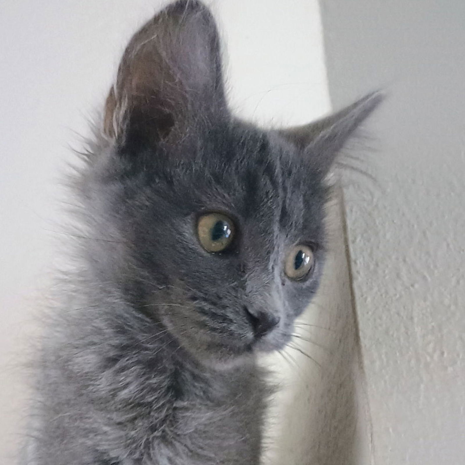 Hero, an adoptable Domestic Medium Hair in Laramie, WY, 82073 | Photo Image 3