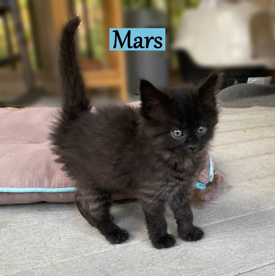 Mars