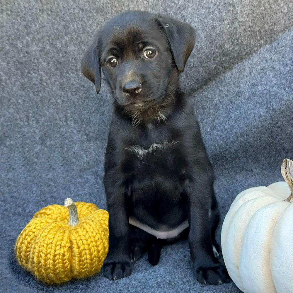 Speckle Pup - Splashes