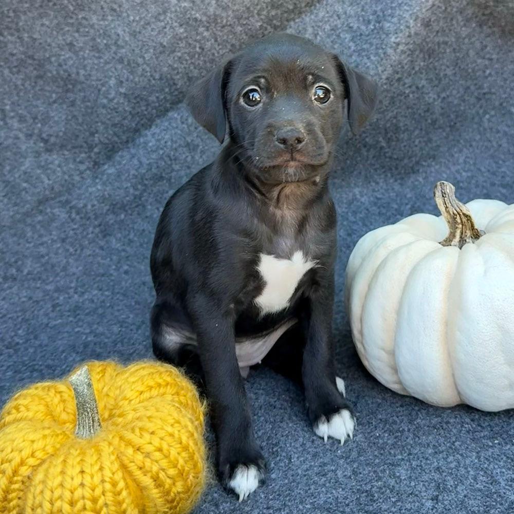 Speckle Pup - Splotches