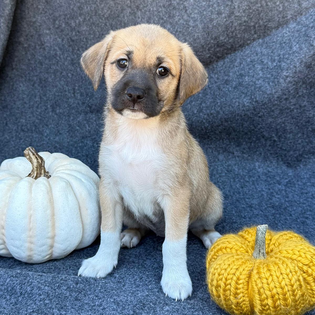 Speckle Pup - Flecks