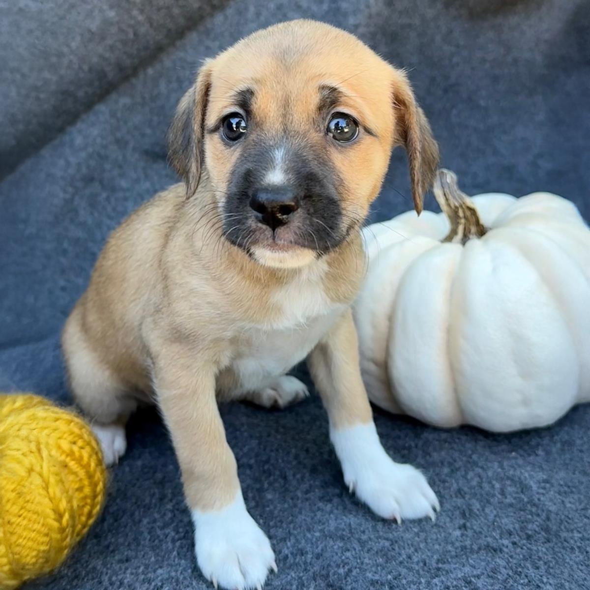 Speckle Pup - Specks